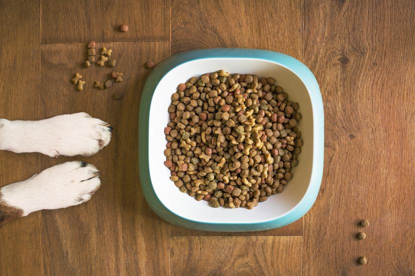 Guide to Selecting the Perfect Food for Your Dog: Understanding Nutrition, Ingredients, and Special Dietary Needs